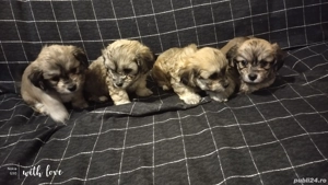 Catei bichoni havanezi  - imagine 2