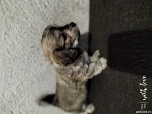 Catei bichoni havanezi  - imagine 4