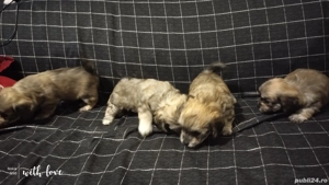 Catei bichoni havanezi  - imagine 3