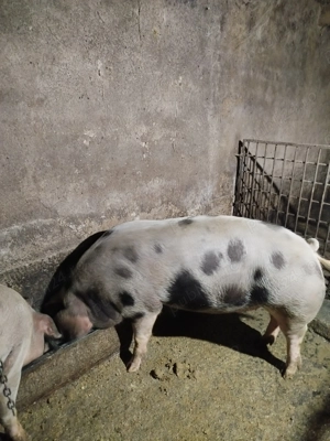 Vind porc pentru Crăciun 
