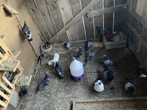 Vând 12 porumbei voiajori pentru concurs 