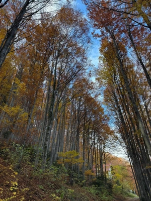 Sinaia, 70 e  mp, Urbanism , POT 40%, d+p+2e+m