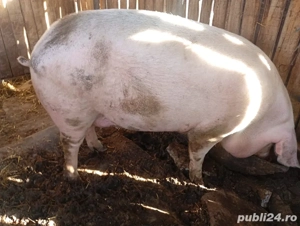       Porci 150-250kg Bechet, Dolj       - imagine 3
