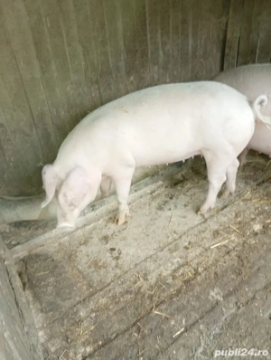       Porci 150-250kg Bechet, Dolj       - imagine 2