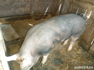       Porci 150-250kg Bechet, Dolj       - imagine 4