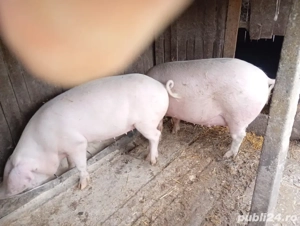       Porci 150-250kg Bechet, Dolj       - imagine 5
