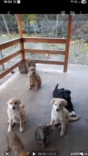 Adoptie catei 2 si 6 luni