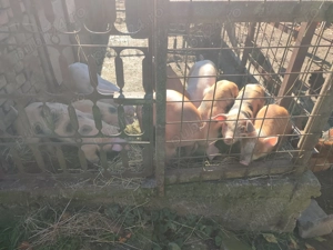 Purcei de vînzare. - imagine 3