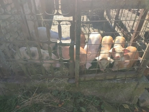 Purcei de vînzare. - imagine 2