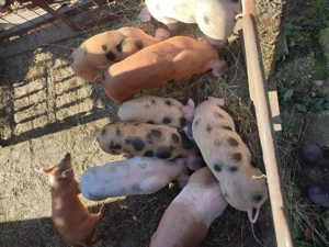 Purcei de vînzare. - imagine 4