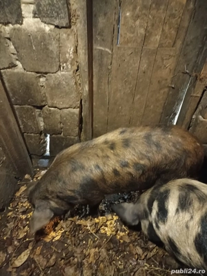 Vând șoldană gestantă