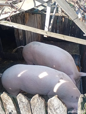 Porci 150-250kg Bechet, Dolj
