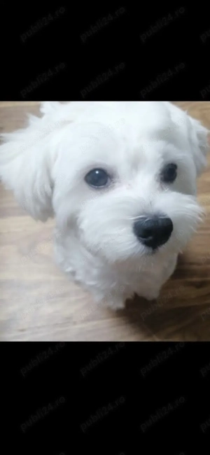 Căutăm căsuța nouă!