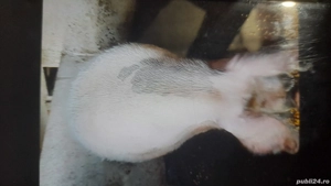 Vand porc de sacrificare