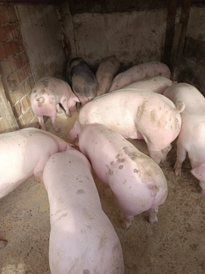 Vând pentru sacrificat între 90 și 130 kg Landrace Pietrain  - imagine 2