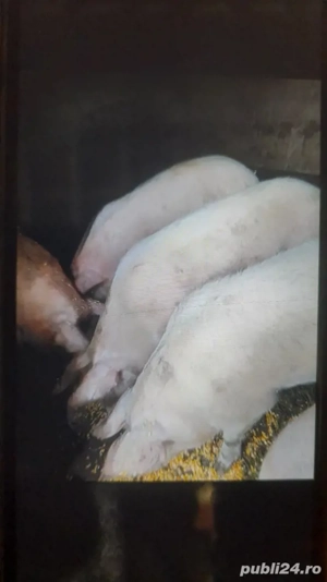 Vand porci de sacrificat