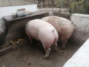 vand porc de tara - imagine 2