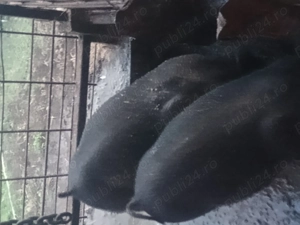 Vând purcelusi de 9 săptămâni 