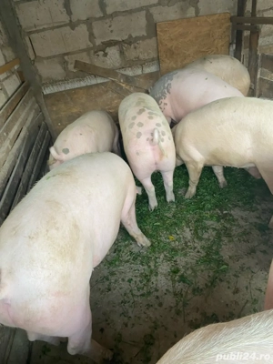 porci de vanzare - imagine 3