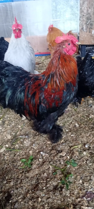 vand cocosi Cochinchina putic 