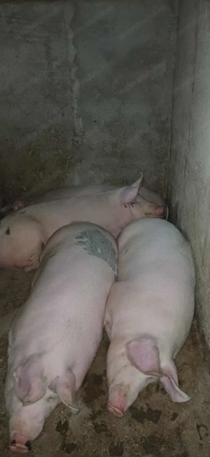 De vinzare - imagine 3