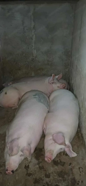 De vinzare - imagine 5