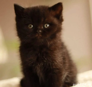 puiuti british shorthair black