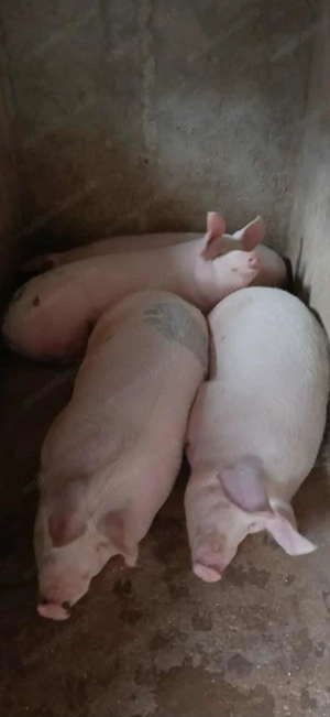 De vinzare - imagine 4