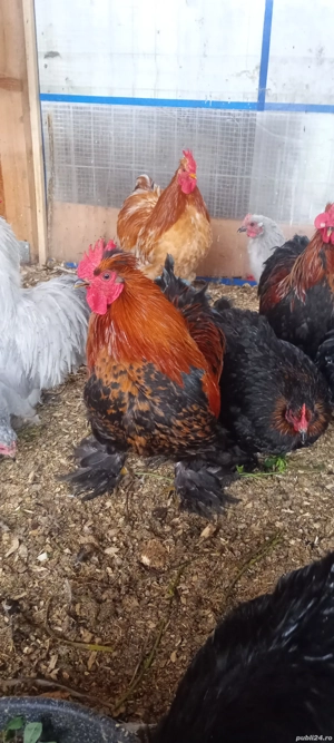 vand cocosi Cochinchina putic  - imagine 5