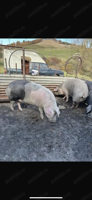 Vand ce se vede in poze  270-280 kg 