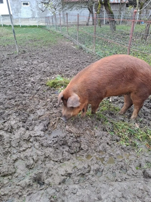 Vând porc pentru sacrificat 