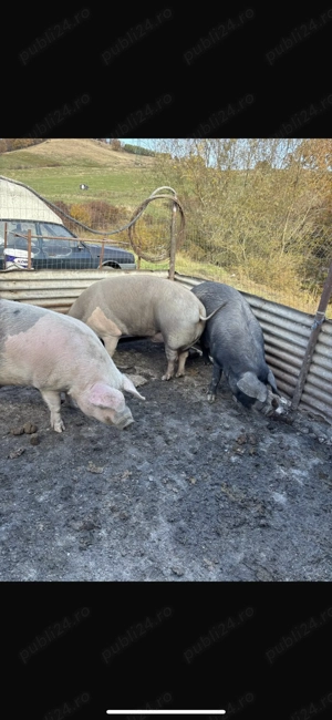 Vand ce se vede in poze  270-280 kg  - imagine 2