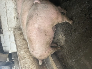 Porci de vanzare  - imagine 3