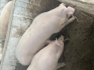 Porci de vanzare  - imagine 2