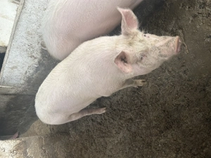 Porci de vanzare  - imagine 5