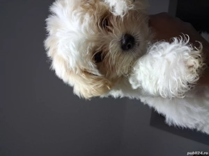 pufon maltez - imagine 4