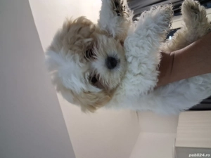 pufon maltez - imagine 3