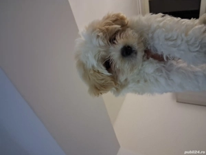 pufon maltez - imagine 2