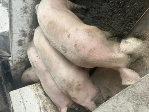 Porci de vanzare  - imagine 4