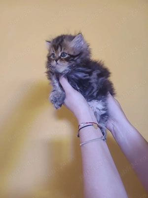 In căutare de casa noua