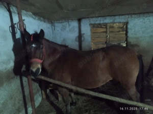 Vand cal bun de munca - imagine 2