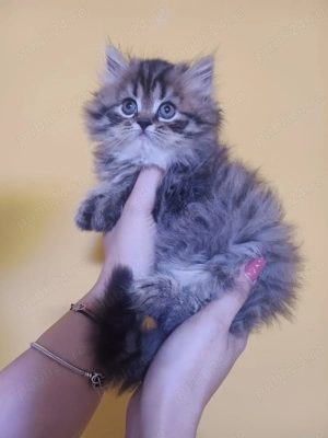 In căutare de casa noua - imagine 3