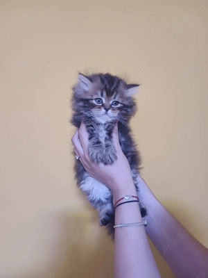 In căutare de casa noua - imagine 4