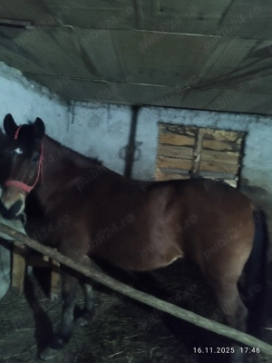 Vand cal bun de munca - imagine 3