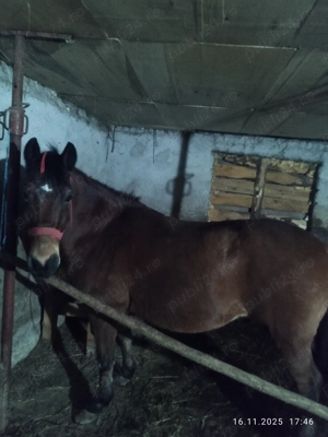 Vand cal bun de munca - imagine 4