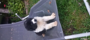 Caini Ciobănești de Bucovina - imagine 2