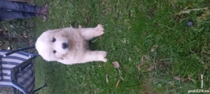 Caini Ciobănești de Bucovina - imagine 3