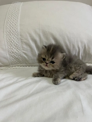 Persană Chinchilla   kitten