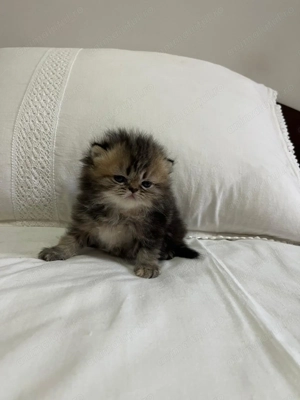 Persană Chinchilla   kitten - imagine 2