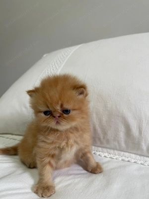 Persană Chinchilla   kitten - imagine 4